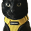 treelimbjim